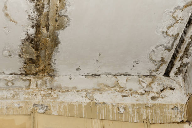 Best Mold Odor Removal Services  in Ak Chin Village, AZ