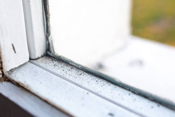 Best Mold Damage Restoration  in Ak Chin Village, AZ
