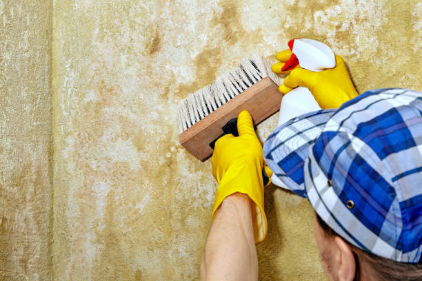 Professional Mold Removal in Ak Chin Village, AZ
