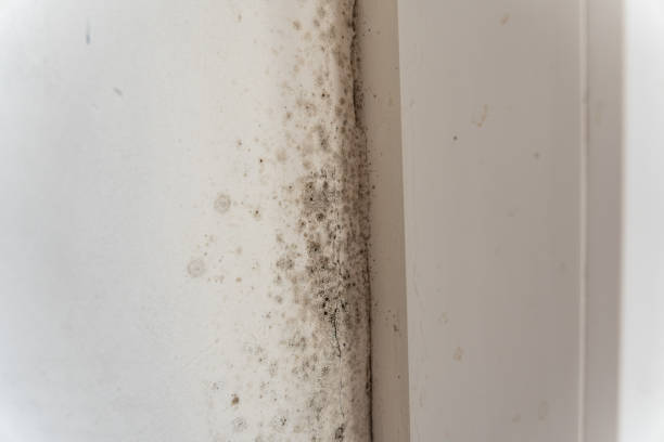 Best HVAC Mold Inspection and Cleaning  in Ak Chin Village, AZ
