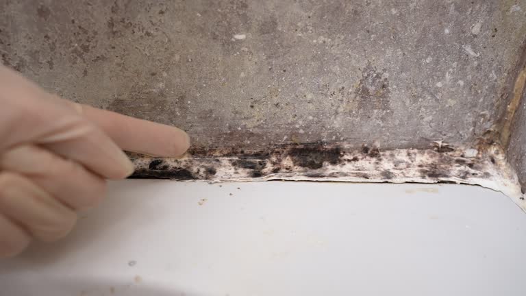 Environmental Consulting for Mold Prevention in Ak Chin Village, AZ
