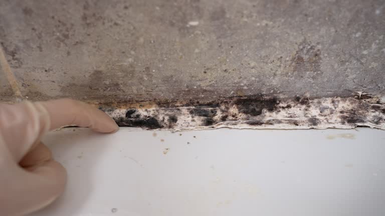 Best Water Damage & Mold Remediation  in Ak Chin Village, AZ